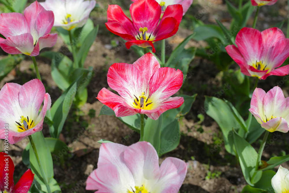 Beautiful tulip flower garden. The Expo 70 Commemorative Park, Osaka, Japan Beautiful tulip flower garden. The Expo 70 Commemorative Park, Osaka, Japan