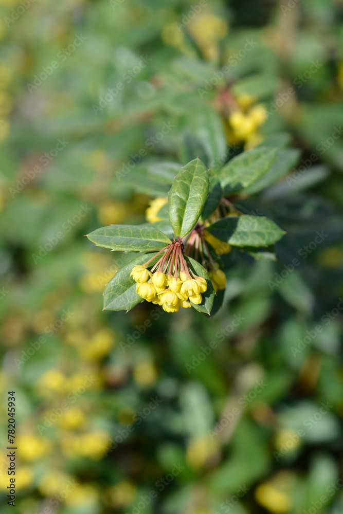 Wintergreen barberry branch with flowers Wintergreen barberry branch with flowers