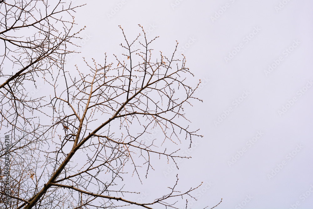 Silver lime branches with buds