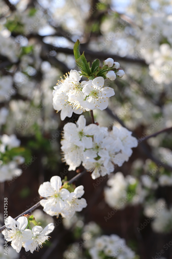 Obraz premium tree flowers