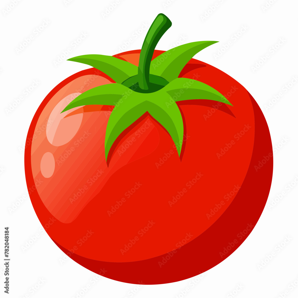 tomato illustration tomato illustration