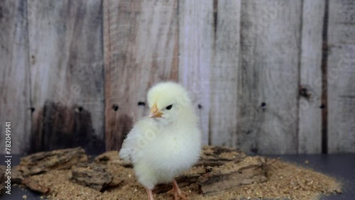 A Baby Chick's Call