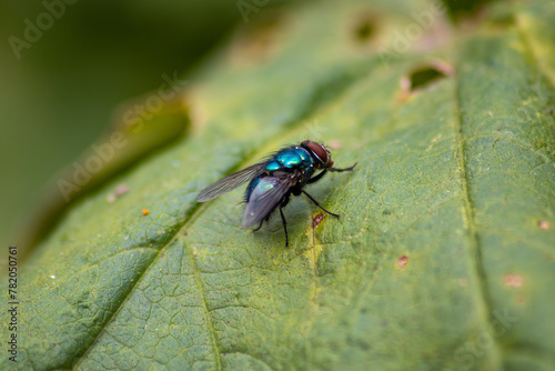 Closeup of a small blue and green tone fly on a leaf.