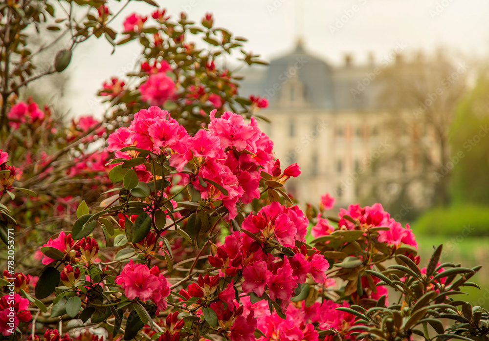  Piękne czerwone kwiaty Rododendronów  w parku w Pszczynie. - obrazy, fototapety, plakaty 
