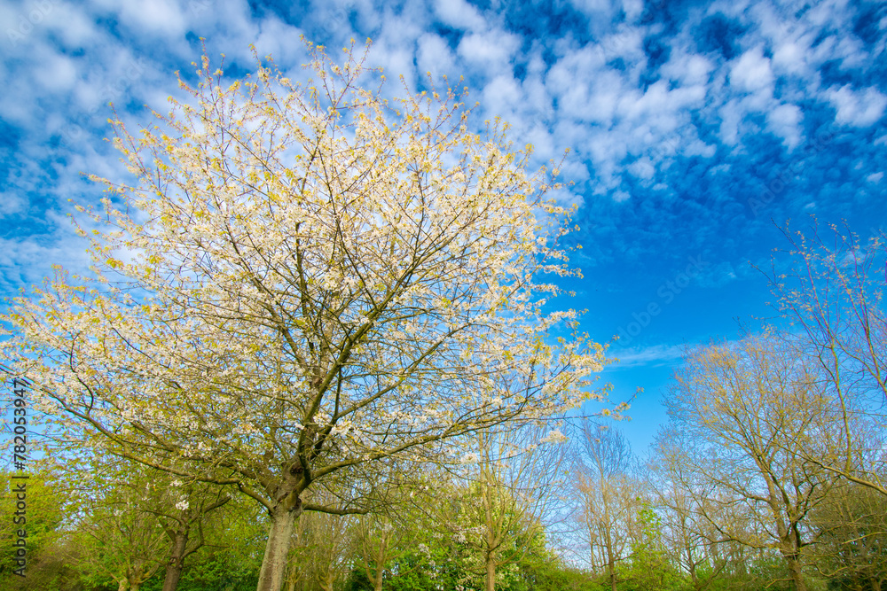 Obraz premium tree in spring