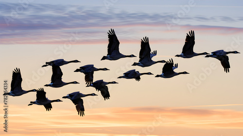 A flock of migratory birds flying in a V-formation.


 photo
