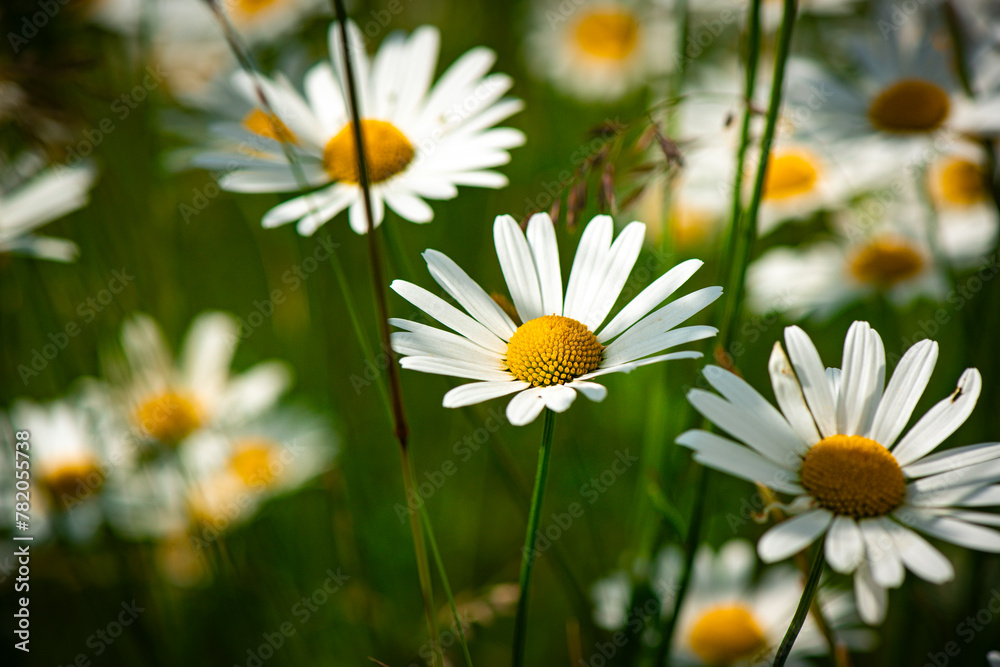 Margeriten im Frühling