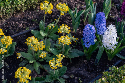 Beautiful flowers in the garden. Flowerbed of different flowers. Landscaping. Close-up