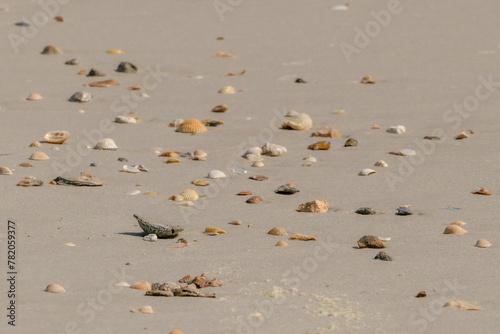 Tiny Sea Shells on a Beach © Sandra J Photography