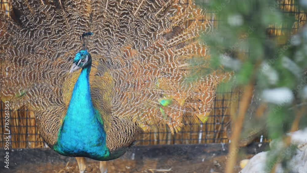 Indian peafowl or blue peafowl (Pavo cristatus)