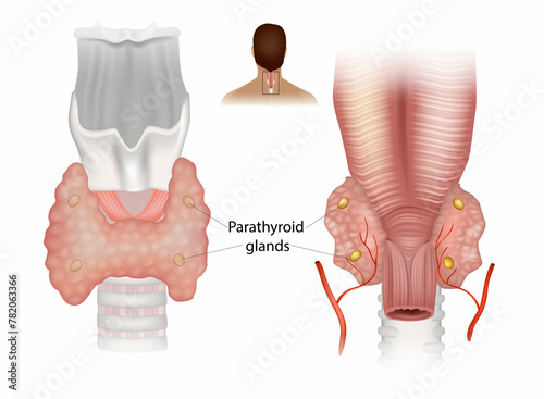 Parathyroid glands . Diagram showing structures in the human neck. Superior and Inferior parathyroid glands  photo