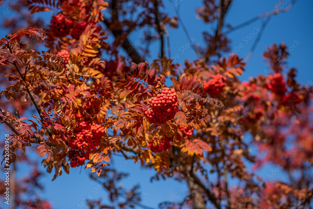 branches filled with clusters of red berries set against a vivid blue sky, with autumnal leaves in varying shades of orange and red. branches filled with clusters of red berries set against a vivid blue sky, with autumnal leaves in varying shades of orange and red.