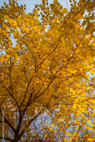 canopy of a tree with vibrant yellow leaves, backlit by the sun, creating a luminous effect with a clear blue sky in the background © eskstock