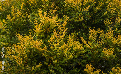 a dense array of leaves transitioning from green to yellow, signifying the change of seasons. The foliage is thick, with the colors providing a vibrant contrast