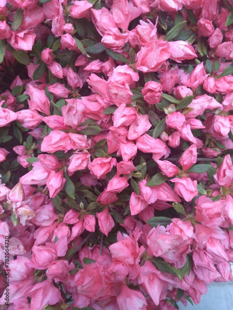 Beautiful pink flowers on the treetops, Beautiful pink flowers on the treetops,