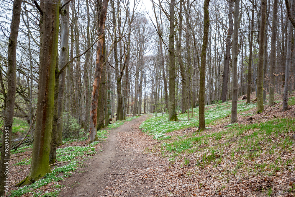 Obraz premium Early spring deciduous forest with flowering wood anemone