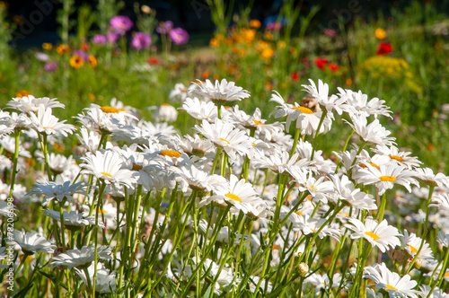 Sydney Australia, garden of white daisy's in sunshine