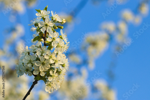 kwitnąca gałązka wiśni © Piotr