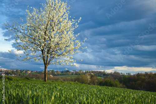 Kwitnące drzewo wiśni © Piotr