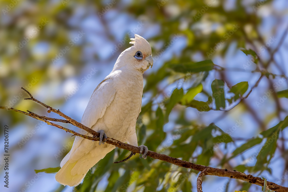 Corella cockatoos eating leaves near Brisbane, Queensland, Australia Corella cockatoos eating leaves near Brisbane, Queensland, Australia