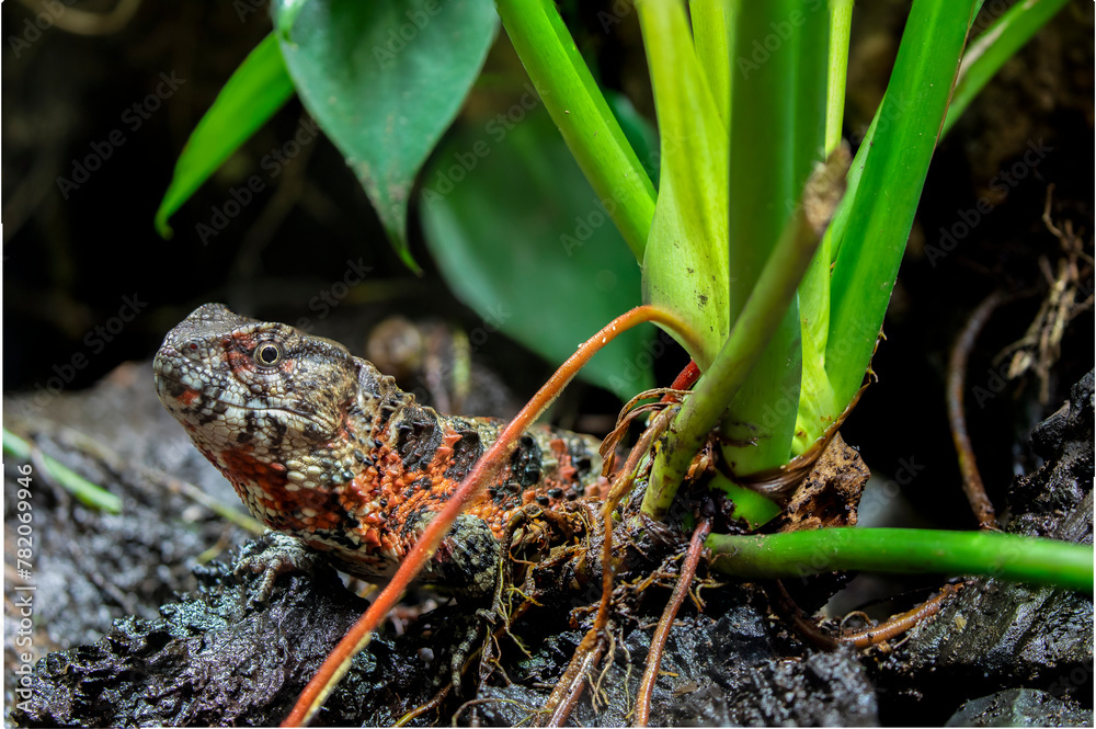 The Chinese crocodile lizard (Shinisaurus crocodilurus) is a ...