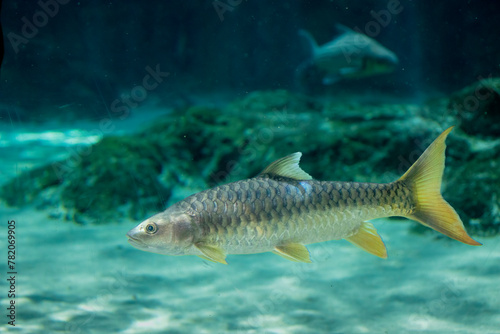 The Indian golden mahseer  Tor putitora  is an endangered species of cyprinid fish that is found in rapid streams  riverine pools  and lakes in the Himalayan region.