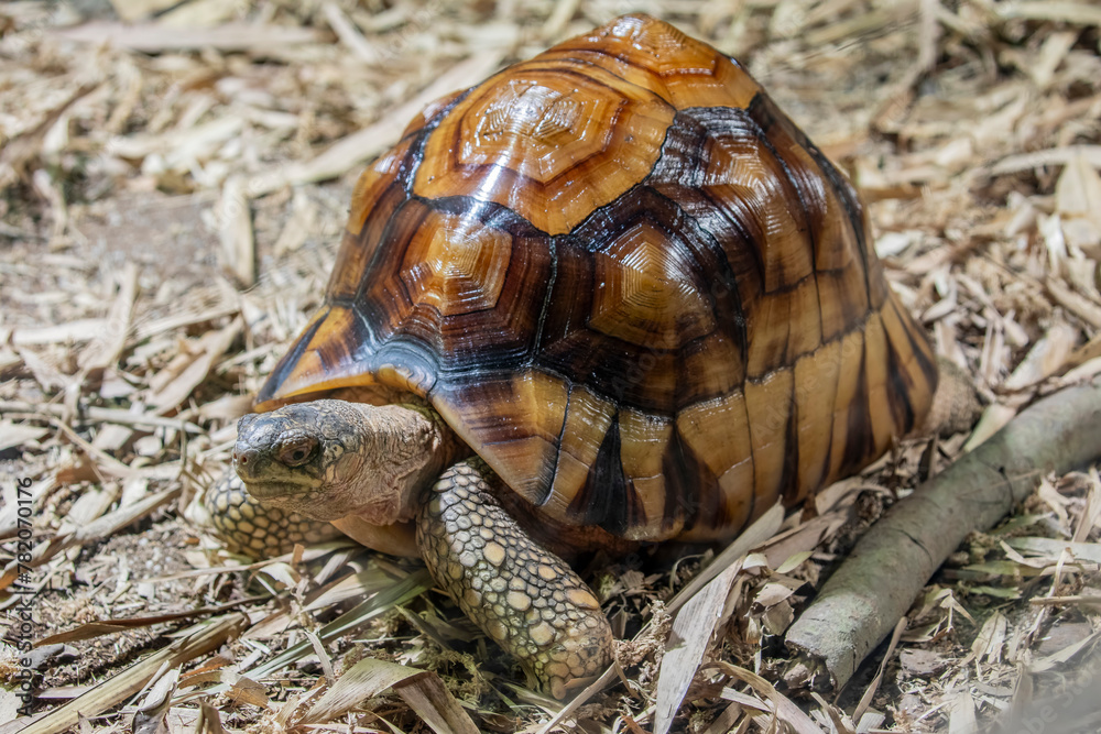 Tapeta The angonoka tortoise (Astrochelys yniphora) is a critically endangered species of tortoise severely threatened by poaching for the illegal pet trade