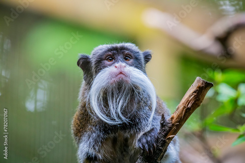 a Emperor tamarin closeup image.
It is a species of tamarin allegedly named for its resemblance to the German emperor Wilhelm II. photo