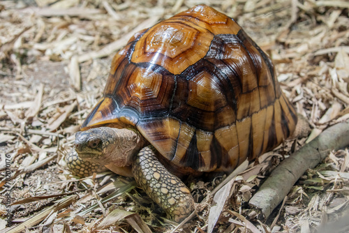 Canvas-taulu The angonoka tortoise (Astrochelys yniphora) is a critically endangered species of tortoise severely threatened by poaching for the illegal pet trade