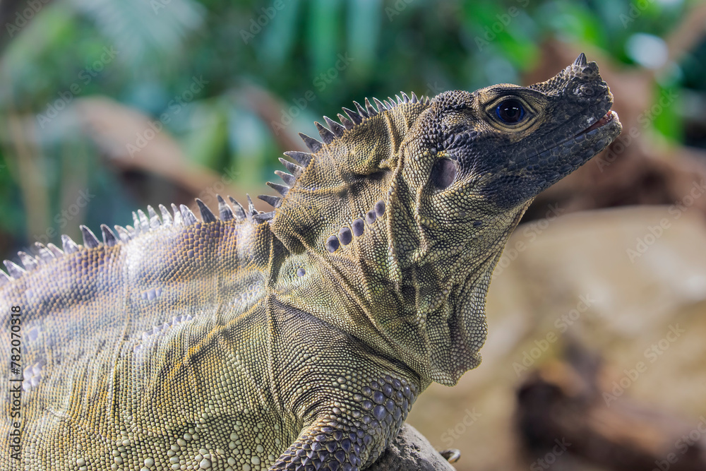 Φωτογραφία Philippine sailfin lizard (Hydrosaurus pustulatus) is an oviparous lizard endemic to several of the islands that make up the Philippines and is also found in New Guinea and Eastern Indonesia