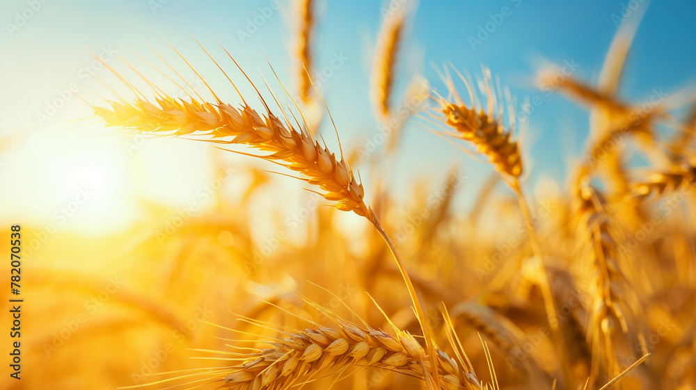 Fototapeta premium Golden yellow wheat field and bright sky