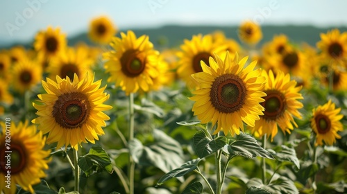Picturesque Sunflower Field in Full Bloom Generative AI