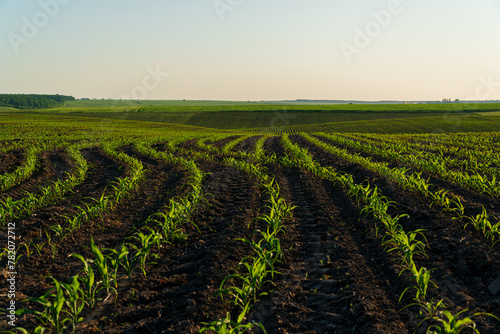 A large corn field with small corn plants. Corn sprouts grow in an agricultural field. Agricultural landscape