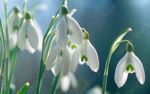 Beautiful snowdrop flowers with green centers, perfect for macro photography © Gromik