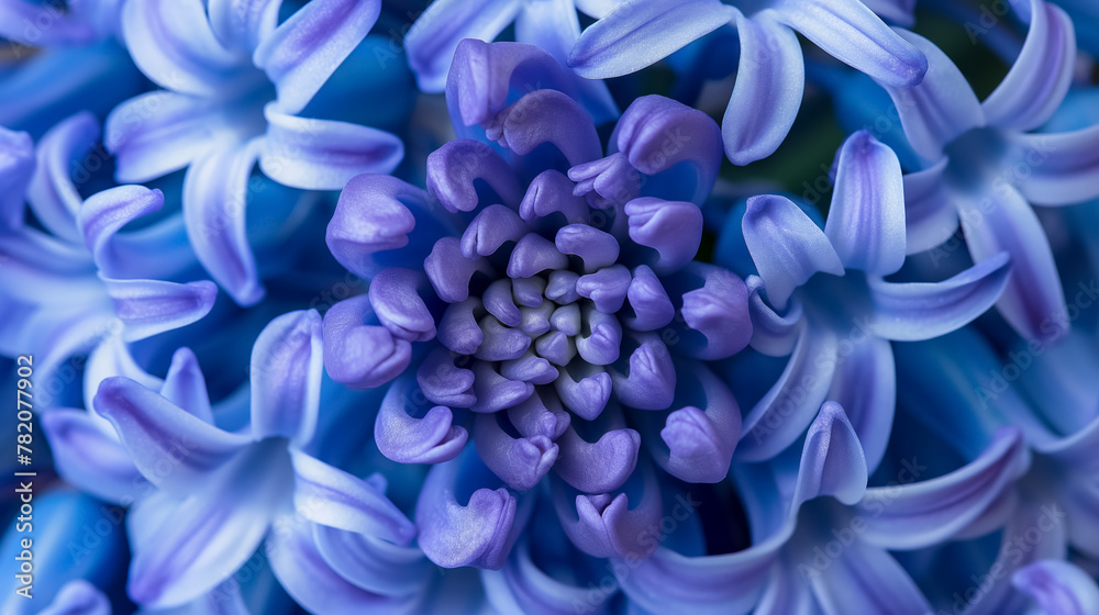 Intricate details of vibrant blue hyacinth flowers with a soft focus background. Intricate details of vibrant blue hyacinth flowers with a soft focus background.