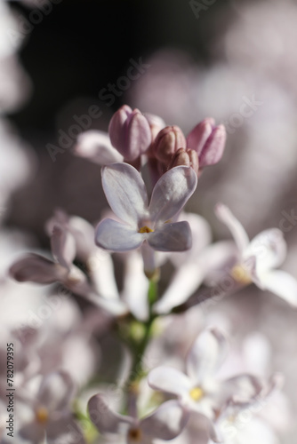 Wallpaper Mural macro photo of lilacs blossom, selective focus Torontodigital.ca