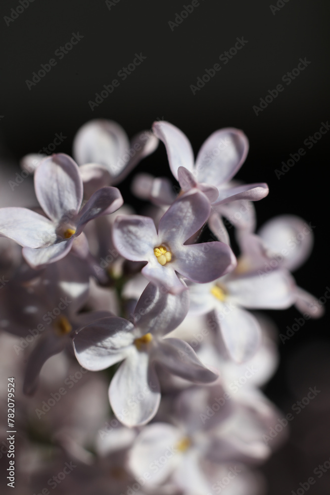 Obraz premium macro of lilac flowers. spring blossom