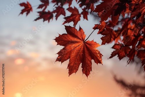 maple tree leaves during sunset. generative ai.