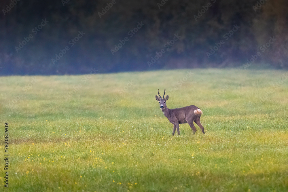 Naklejka premium A male roe deer on a meadow near the forest