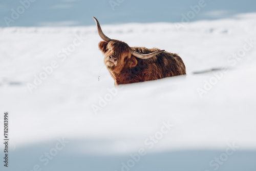 scotland highland cow in winterlandscape