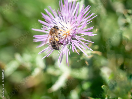 Bee collecting nectar