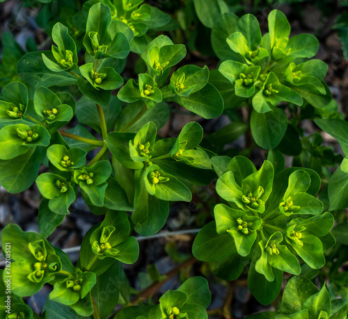the vibrant green foliage and unique yellow-green flowers of a spurge plant, showcasing the intricate patterns of its leafy growth photo
