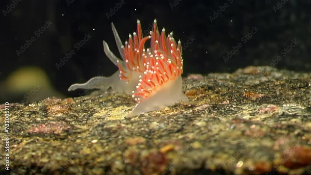 Movements underwater nudibranch sea slug Flabellina is serene experience. Unhurried motion of underwater nudibranch sea slug Flabellina has tranquilizing quality. Movements underwater nudibranch sea slug Flabellina is serene experience. Unhurried motion of underwater nudibranch sea slug Flabellina has tranquilizing quality.
