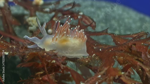 Gentle, slow movements of underwater sea slug Flabellina are soothing. Flabellina is fascinating genus of sea slugs, belonging to Flabellinidae and order Nudibranchia. photo