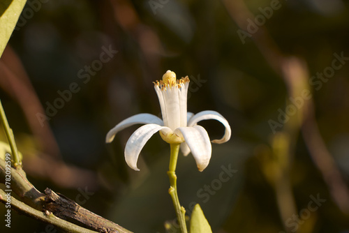 Citrus tree blossom. Orange blossom on a tree in orchard.  Flower of satsuma orange with blurry background.