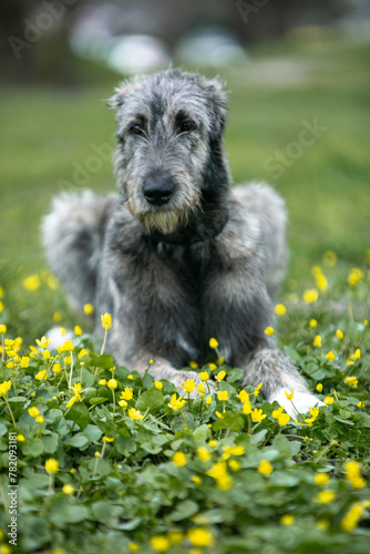 Irish Wolfhound puppy in a clearing with flowers