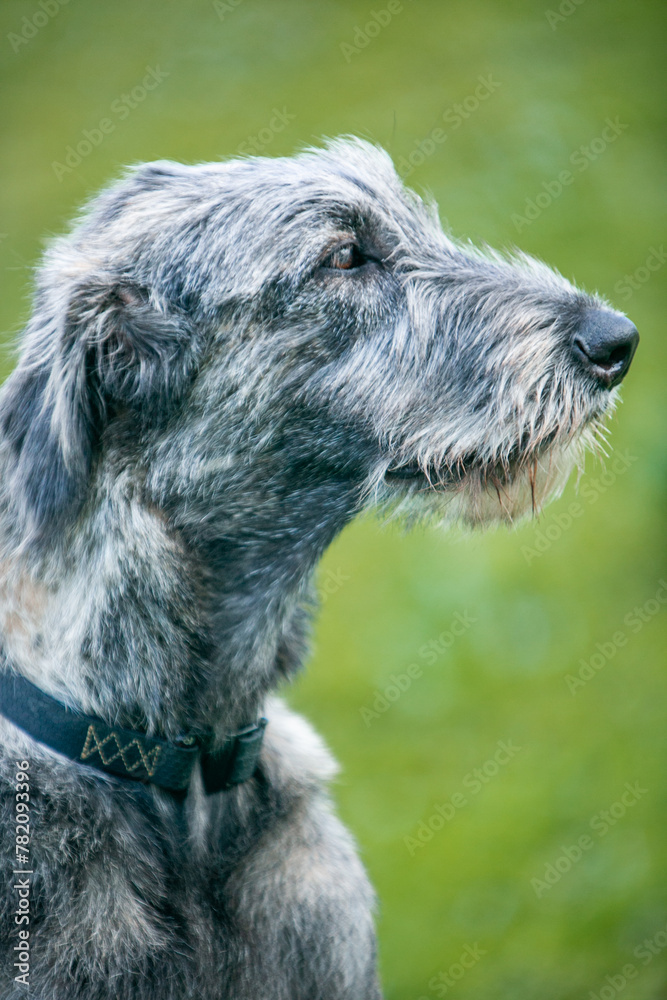 Fototapeta premium Irish Wolfhound puppy in a clearing with flowers