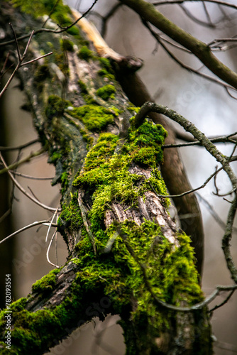 tree bark and moss © Keit
