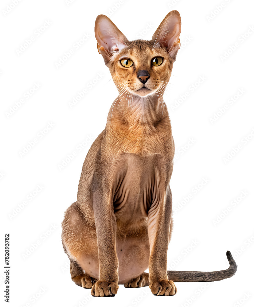 Sitting Sphynx Cat Transparent PNG