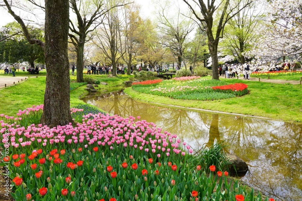 Obraz premium チューリップ